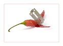 Chili Rasierklinge_DDC7570 Kopie als Smart-Objekt-1